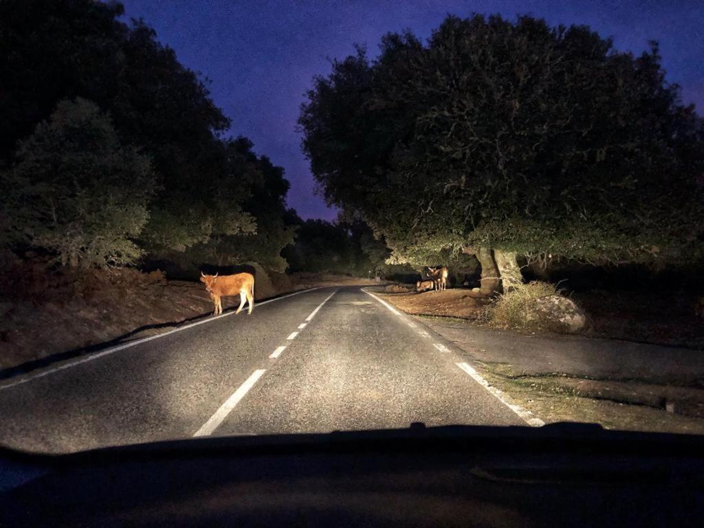 Orgosolo B&B Sardegna Kültér fotó